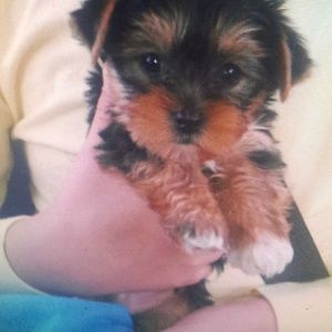 Meet your Posher, Candy